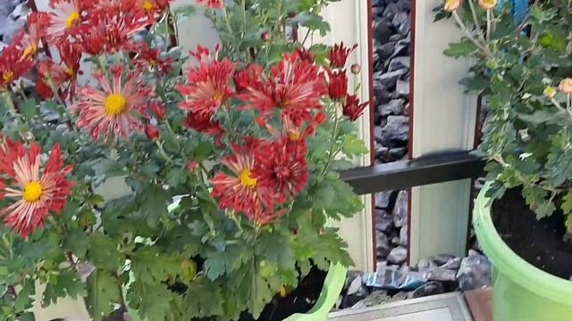 ХРИЗАНТЕМА В ЗИМУ. ИНДИВИДУАЛЬНЫЙ ПОДХОД К КАЖДОМУ СОРТУ. ВЫКАПЫВАЮ. ПЕРЕСАЖИВАЮ .ПОДПИСЫВАЮ.