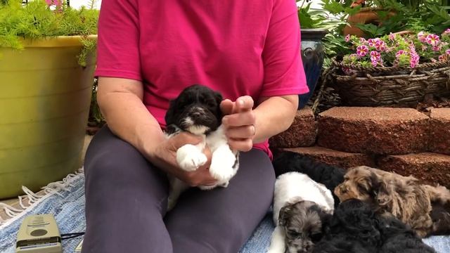 Dreamers Schnoodle Puppies Eyes Now  Open 5/30/19