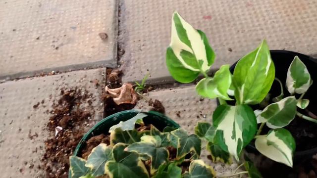 May Bumagsak Na Plant Rack 💔