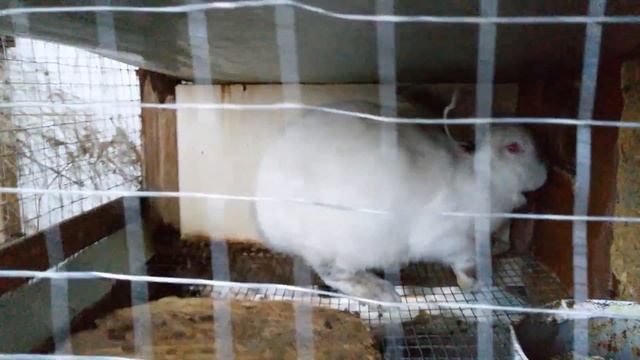 Такая ситуация... и кролик без ноги