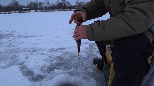 Крупные Окуни рвут лески.  Окуни монстры.