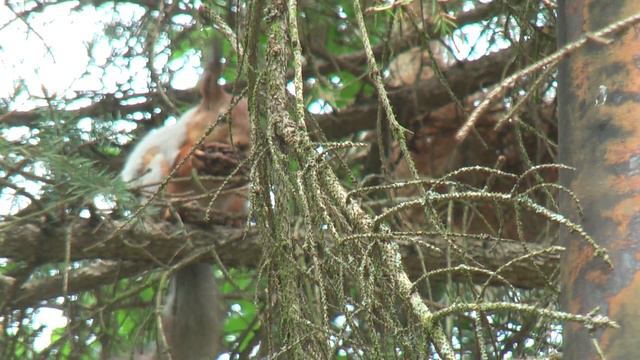 Белка в Зеленом городе 13 мая 2014 г.