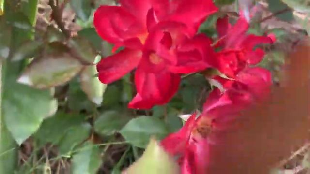 Розовое лето 🌹Видео-обзор цветения роз сезона 2020