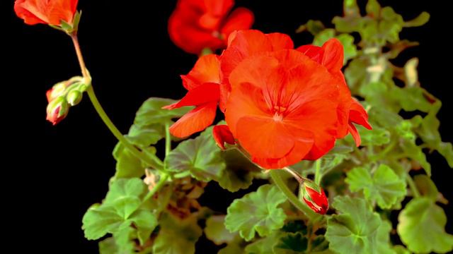 Beautiful Time Lapse Of Blooming Red Geranium