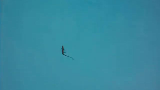 Salamander Swimming!