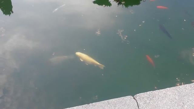 Рыбки в фонтане