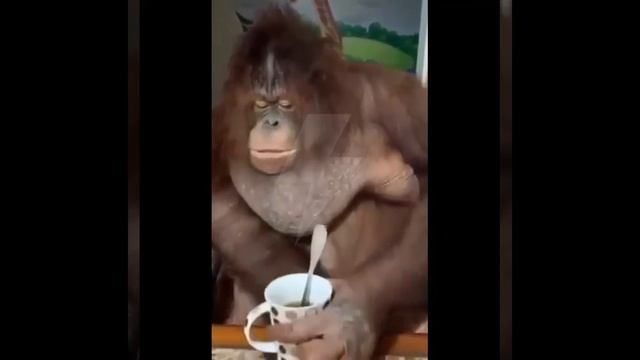 пью чай под ютубчик