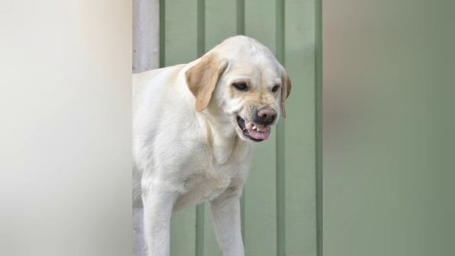 4a93c0bd427ce59d1872b632d81b186b