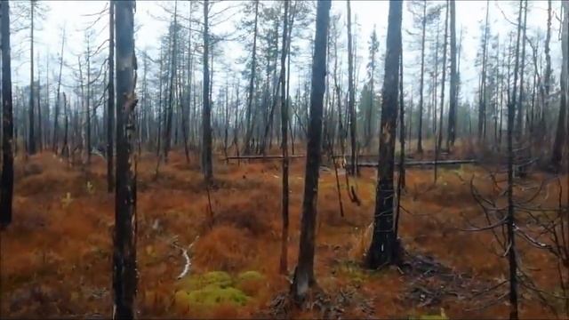 Охота с лайкой на глухаря 2019г