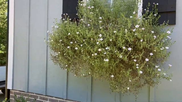 Supertuia Vista Window Boxes Week 20 LAST UPDATE!