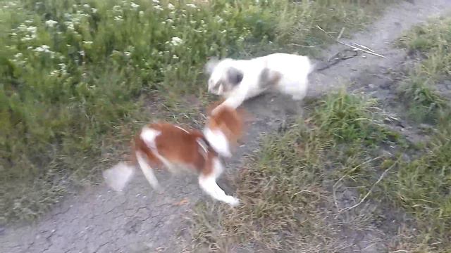 Знакомство с Линдой. Наш Кавалер Кинг Чарльз Спаниель.