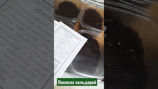 Посеяла Сельдерей//Листовой//10 февраля 2023 год//Погода стоит весенняя
