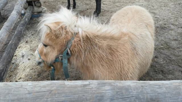 Южный парк птиц Малинки