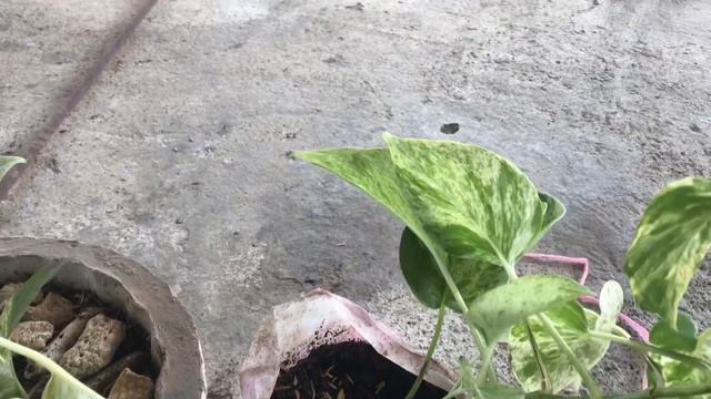 How To Make My Marble & Golden Pothos Lush / Repotting My Pothos #marblepothos #goldenpothos