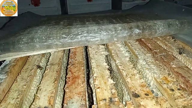 Надо ли менять маток в пчелосемьях каждый год?!