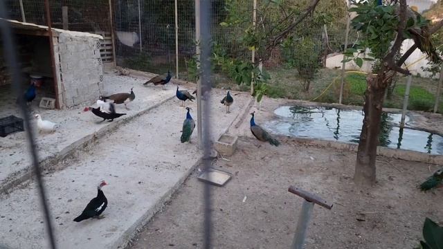 A36eb7b16f274ee98585523152f0927b