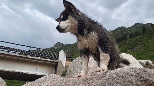 Аляскинский маламут. Алма -Арасан. Алматы.