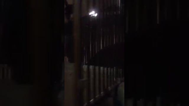 Alana Mamaeva   Алана