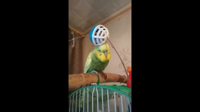 Самые забавные попугаи конкурс | Участник 29
