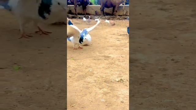 Украинский боевой голубь. Разминка