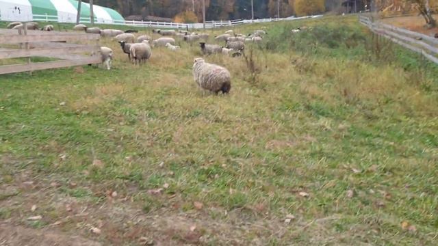 Стадо сбегает каждый день #dorper #dorpersheep #дорпер #семейнаяферма