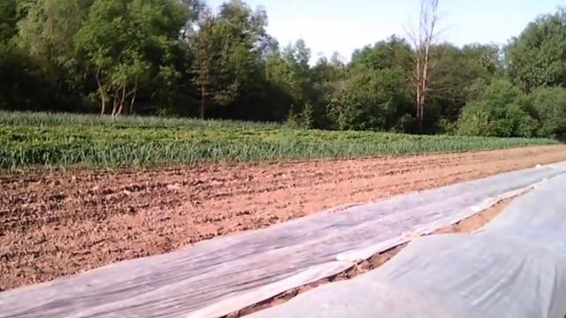 полив гороха         - Выращивание гороха