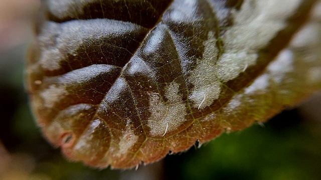 15 Best Plants For Closed Terrariums