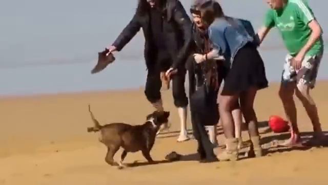 Жесть  Собака на пляже напала на людей