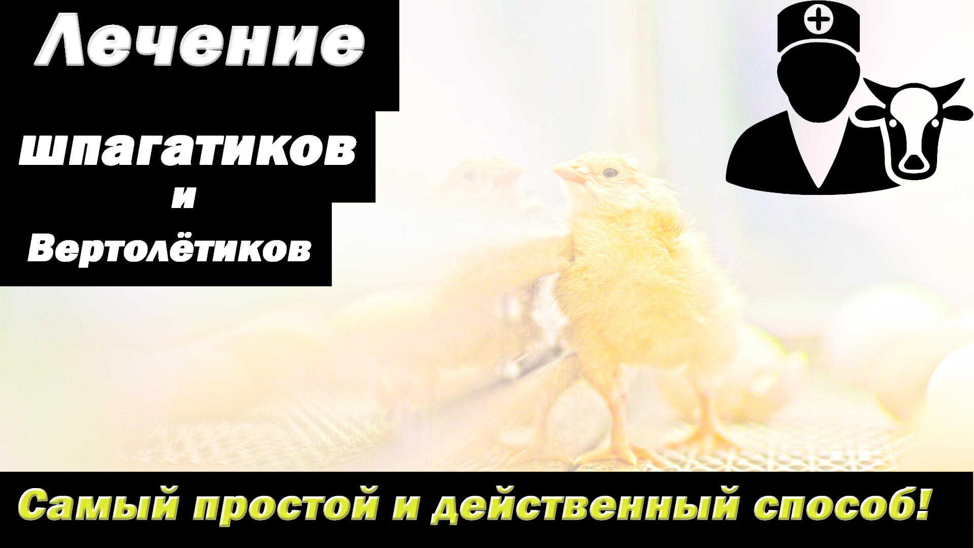 Как лечить Шпагатики и Вертолетики у цыплят и перепелят.
