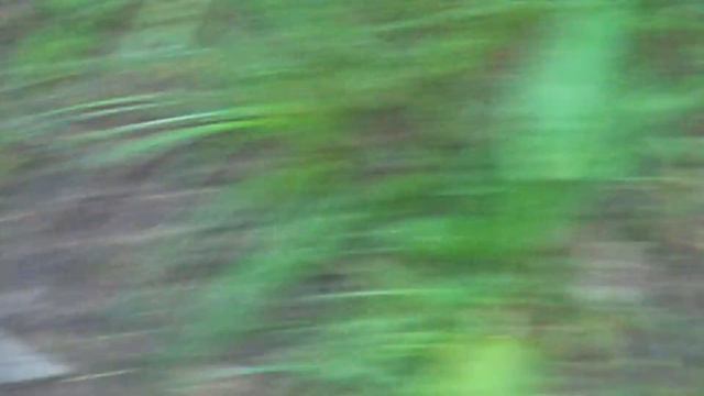 Ксоло атакуют Xoloitzcuintli, Xoloitzcuintle, Xoloitzquintle,ксоло