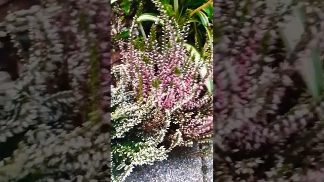 #short 355 😄🌻Calluna, Piante Di Autunno😄❤️😘😘