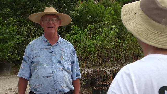 What Is A Peanut Tree