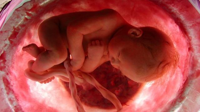 КАК ПИТАЕТСЯ МАЛЫШ В ЖИВОТЕ | Питание плода в утробе матери | Какие элементы важны для эмбриона