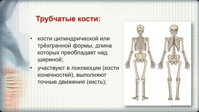 Biologу 12+. Костная система: кости, соединения костей. Baranciuc Liudmila