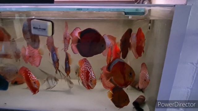 Дискусы высшего класса!