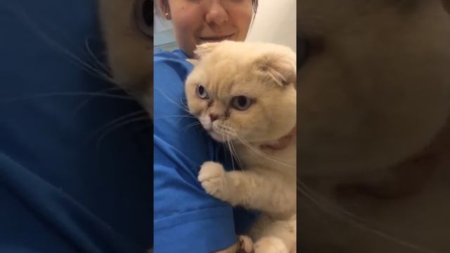 Котик, которого зовут Виктор, очень любит сидеть на ручках.