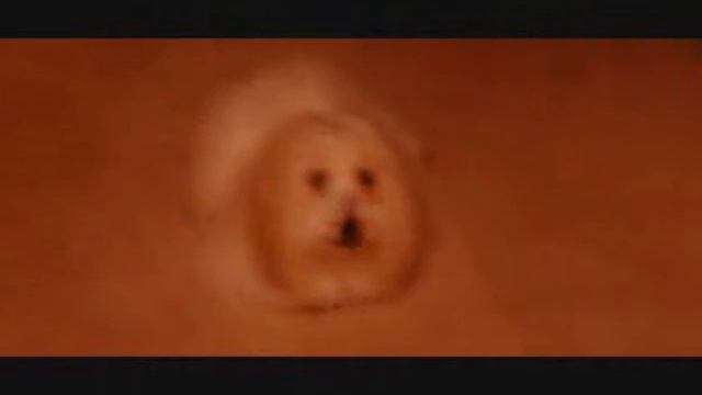 COTON de TULEAR      MY SWEET COTTON