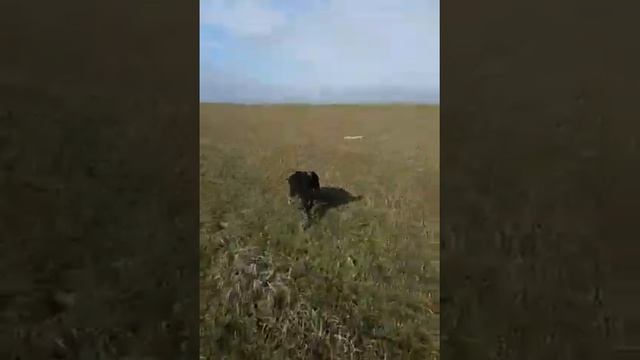 Мертвая Лиса