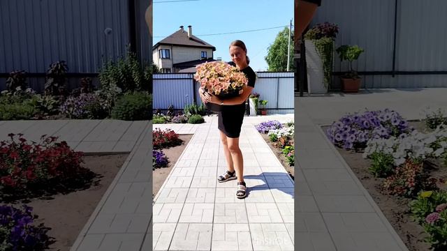 Петуния Даймонд Сан Шейдес