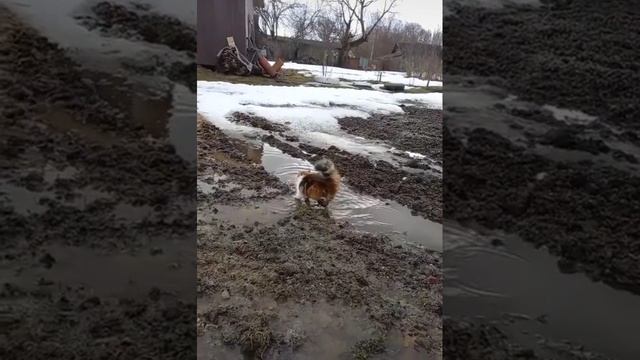 Kak_takuyu_skotinushku_domoi_ne_pustit.mp4