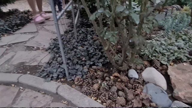 Ваши сады. Тенистый рай Тани.