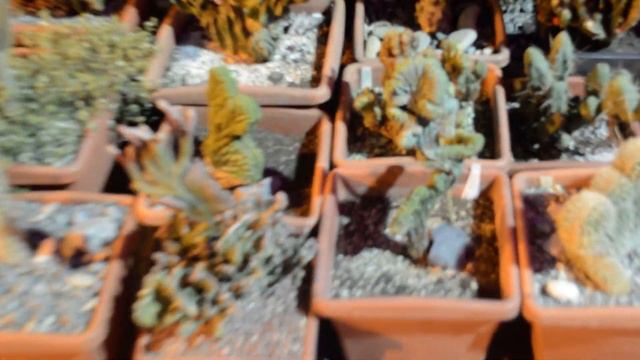 кактусы/ Аптекарский сад в Москве. 2018г