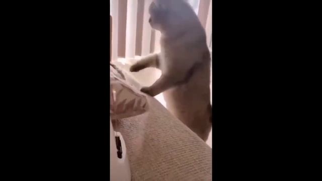 UNUSUAL MEMES COMPILATION #1