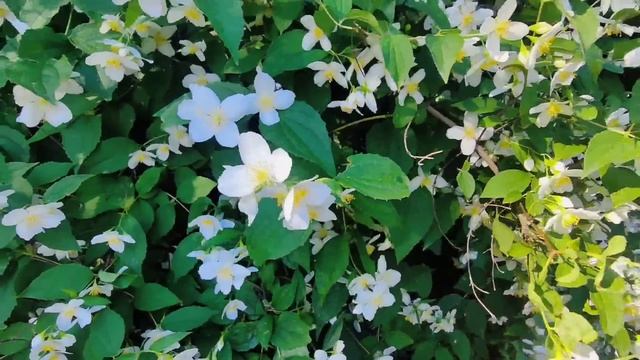 Хорошая новость ! Вот так живём в Киеве сегодня .