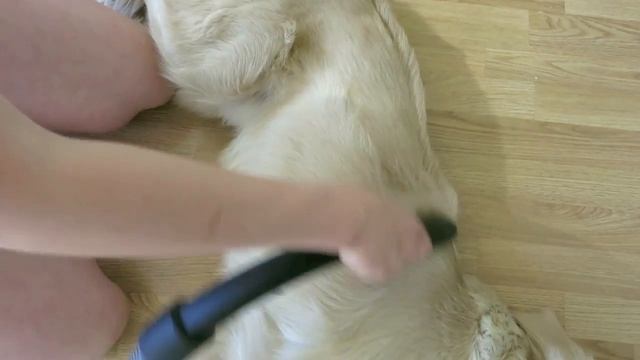 Груминг-Как почистить собаку или МНЕ надоела ШЕРСТЬ /obedience 100 LEVEL / Grooming