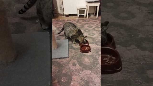 СТРАННОСТИ КОШИ 🤔. ЧТО С НЕЙ??