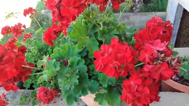 Këshilla si ti rrisim lulet e ballkonit,  lulet e vazove dhe si ti bëni të lulëzojnë më shumë.😍💯