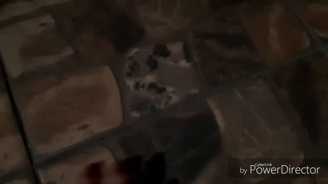 Укладка плитки/домашний хлеб???