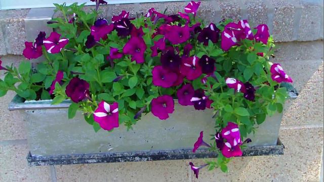 Burgundy Star, 2011 Window Box.