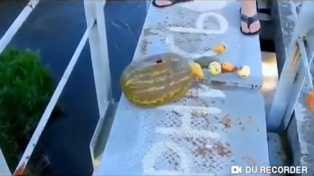 (ерезалив с канала Паша Пэл) скинул арбуз на голову одно из первых видео